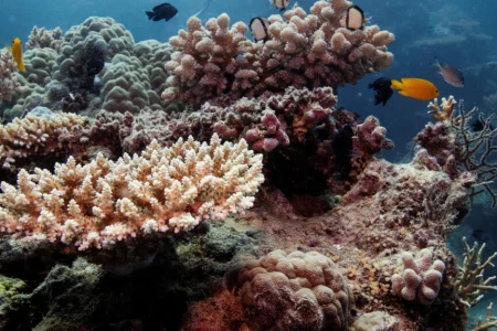اليونسكو توصي بإدراج الحاجز المرجاني العظيم على قائمة المواقع “المعرضة للخطر”
