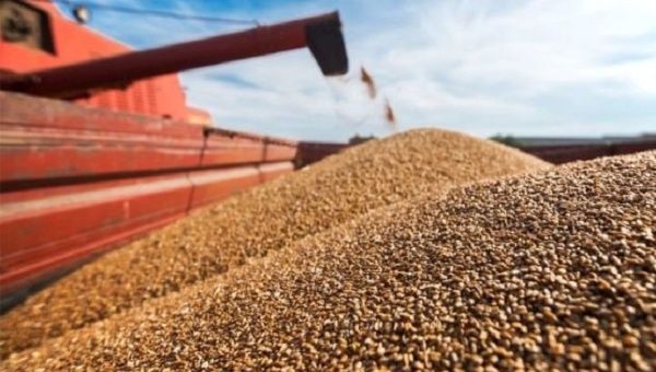 grain