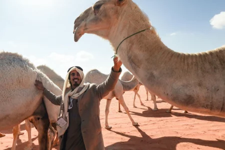 مناداة الإبل أو “الحداء” موروث سعودي أدرج على لائحة اليونسكو للتراث الثقافي