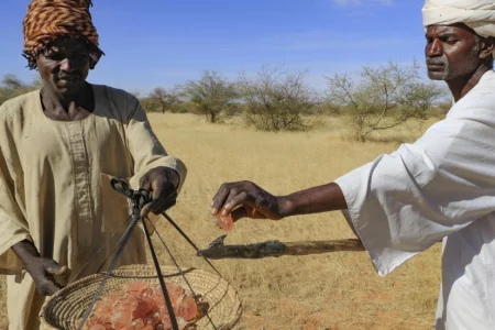 منتجو الصمغ العربي في السودان يتمسكون بزراعته رغم التحديات