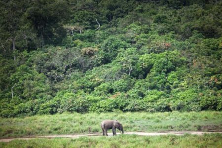 قمة “الغابة الواحدة” في ليبرفيل لحماية الغابات بمواجهة “اللعبة الدبلوماسية”