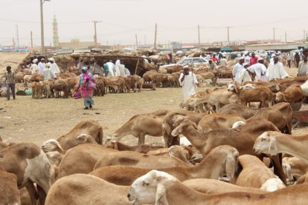 عيد بلا خروف.. طبول الحرب تسلب الأطفال فرحتهم في السودان!