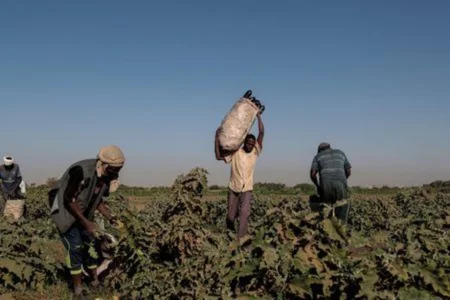 مزارعو السودان يجدون صعوبة في زرع المحاصيل بسبب الحرب