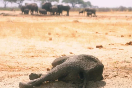 أكثر من 100 فيلٍ نفقوا عطشاً في زيمبابوي بسبب الجفاف والتغير المناخي