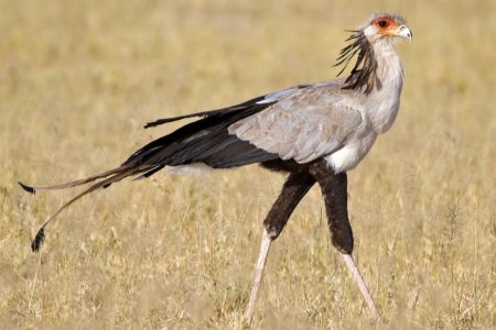 الطيور الجارحة الكبيرة في أفريقيا من بينها شعار السودان المحبوب يواجهان “أزمة انقراض”-دراسة