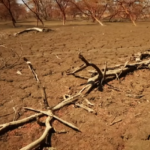 شجرة-المن-تصحر-1720008919