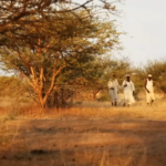 شجرة-المن-شجرة-1720010481