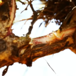 شجرة-المن-لحاء-1720010492