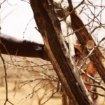 شجرة-المن-نساء-1720008092