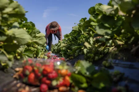 السودان ضمن 4 دول عربية تبحث ايطاليا عن عمال منها