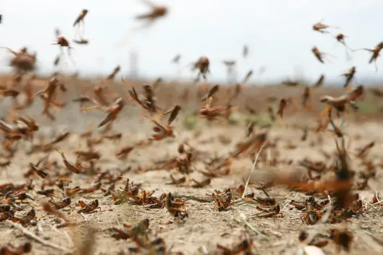 يمكن أن يحتوي الكيلومتر المربع الواحد من أسراب الجراد الصحراوي على نحو 80 مليونا من الجراد البالغ (غيتي)