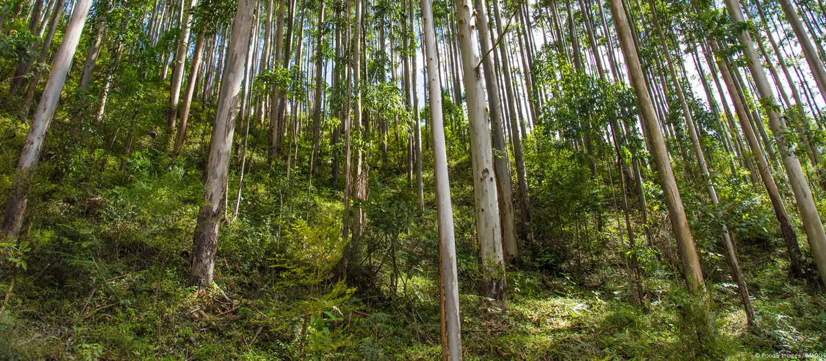 في اكتشاف علمي لافت، كشف باحثون عن قدرة بعض أنواع أشجار التين على تحويل ثاني أكسيد الكربون إلى حجر جيري، ما قد يمثل وسيلة طبيعية مبتكرة لمواجهةالتغير المناخي.صورة من: Pond5 Images/IMAGO