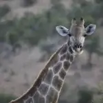 82cb8f7e823fe05ec8d3ed71a67b82dd0d62305a