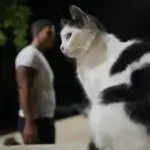 AP25281335864568-1760467790