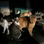 AP25281335930353-1760467775