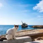 shutterstock_2260336891-1760467755