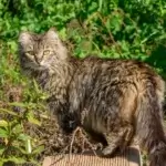 shutterstock_2429578629-1760467766